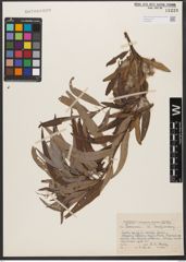 Foto von Salix woodii Seemen